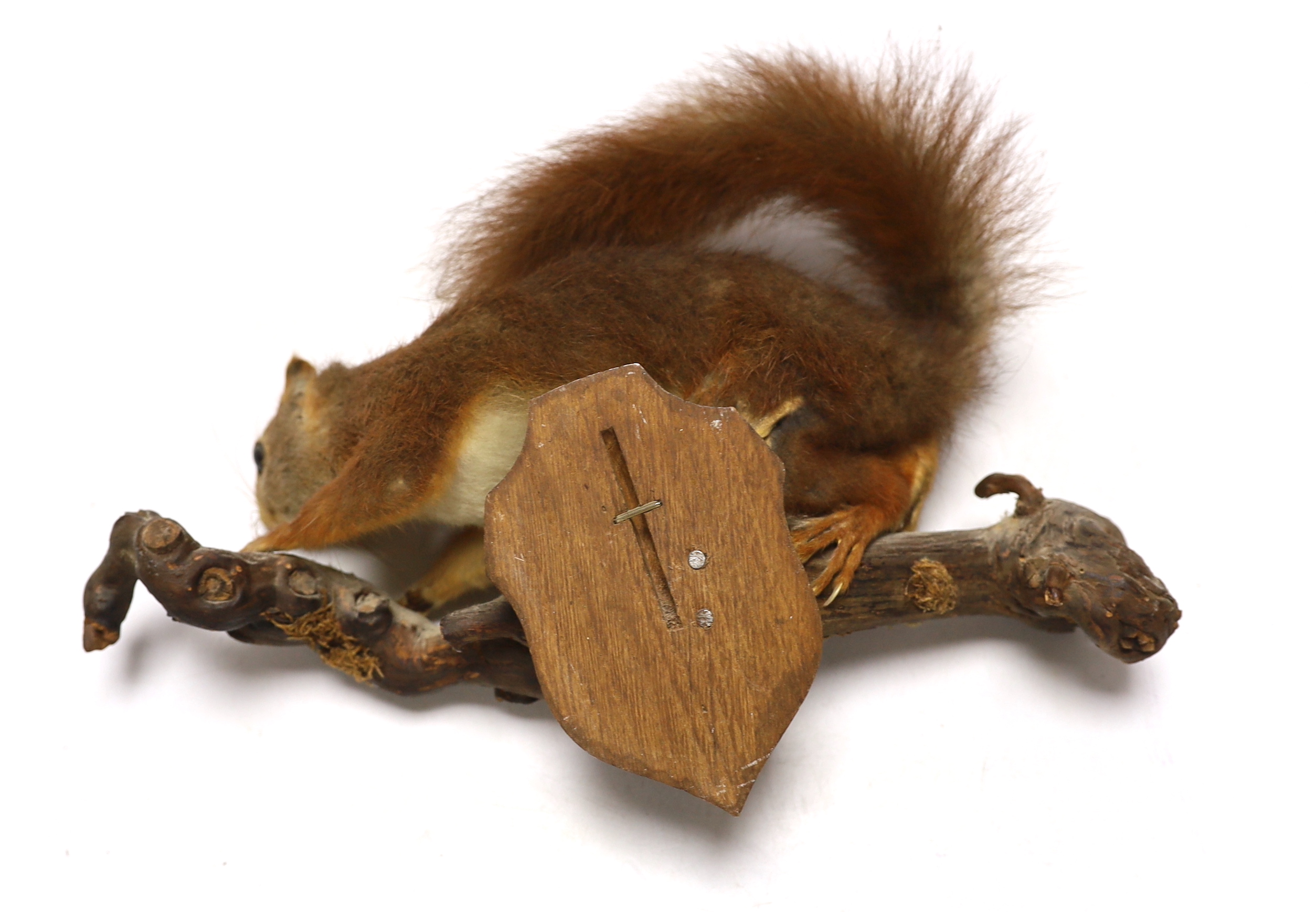 A taxidermy red squirrel on branch, 29cm wide